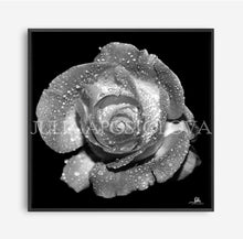 Black and white rose with water droplets on a black background, signed by Julia Apostolova.
