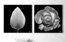 Two black and white artworks of a tulip petal and a rose with water droplets on a white background.